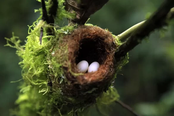 Hummingbird-Egg Hummingbird Eggs