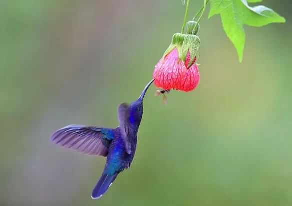 Hummingbird habitat
