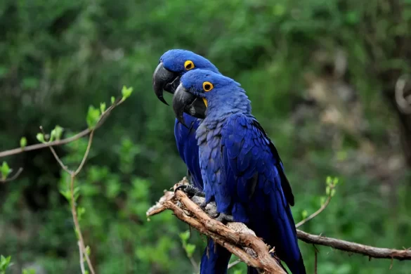Hyacinth Macaw Size
