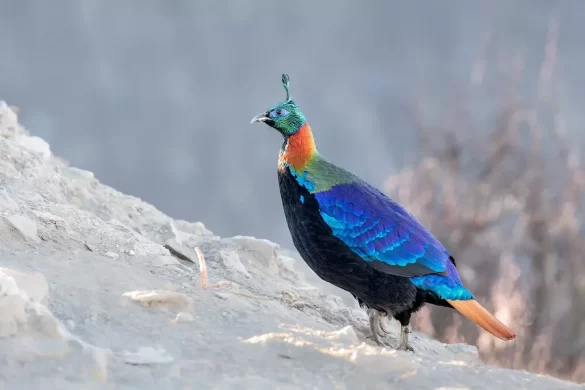 Nepal's National Bird