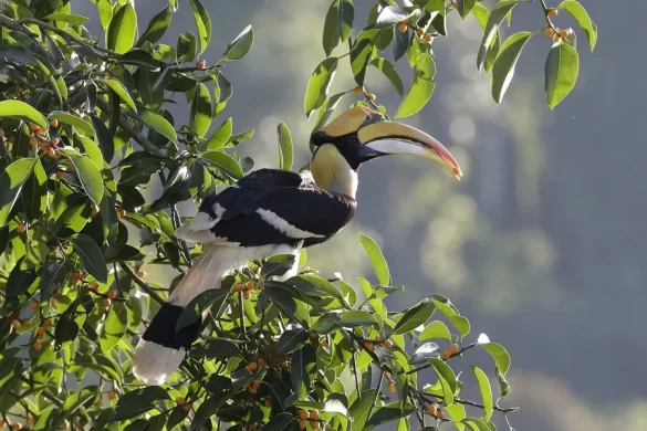 What Do Rhinoceros Hornbill Eat?