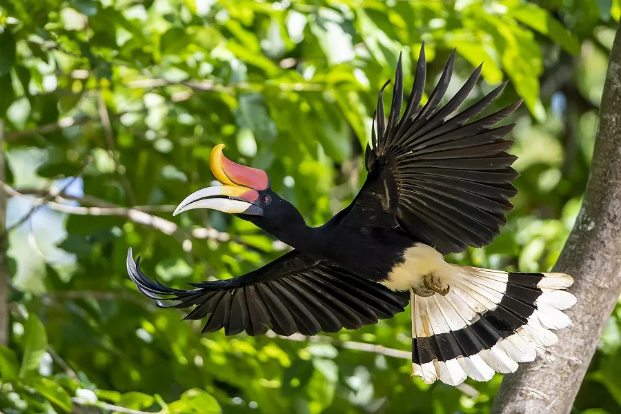 Rhinoceros Hornbill