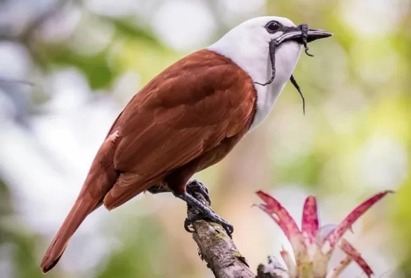 Three-Wattled Bellbird