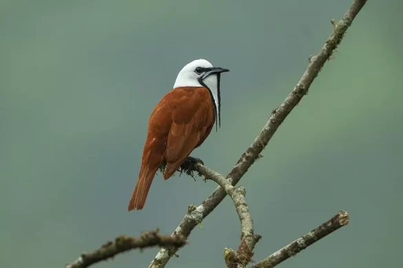 Three-Wattled Bellbird Diet