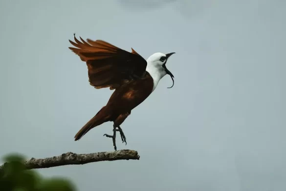 three-wattled bellbird sound