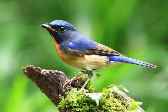 Songbirds Lifespan