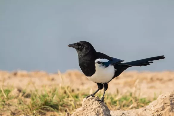 Eurasian Magpie