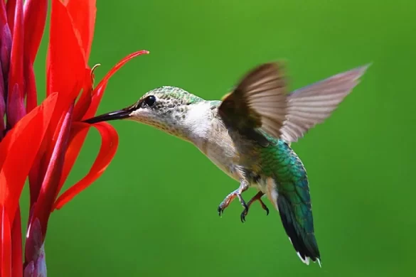 Hummingbirds