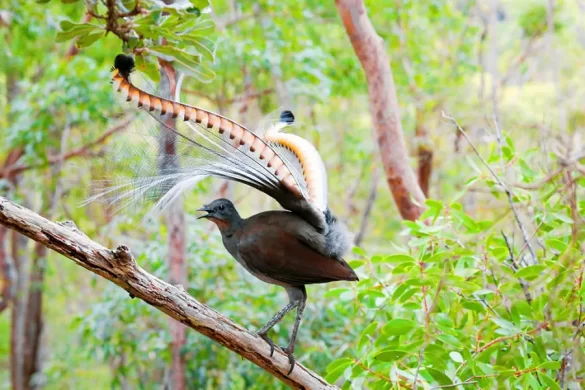 Australian Lyrebird