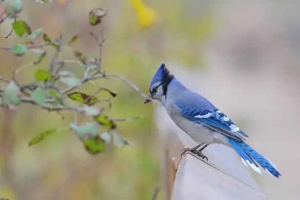 Blue Jay Lifespan