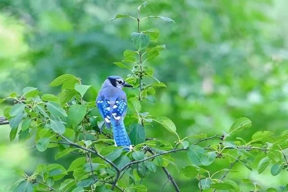 Do Blue Jays Eat Hummingbirds