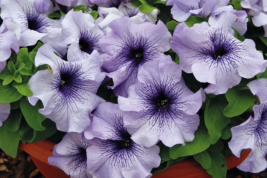 Grandiflora Petunias