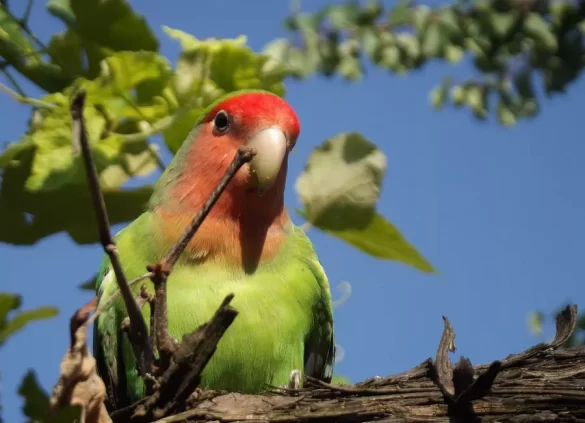 Identify-Male-and-Female-Lovebirds Identify Male and Female Lovebirds
