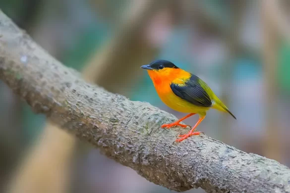 Orange-collared manakin
