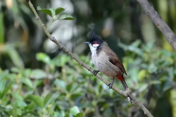Red-Whiskered Bulbul Diet