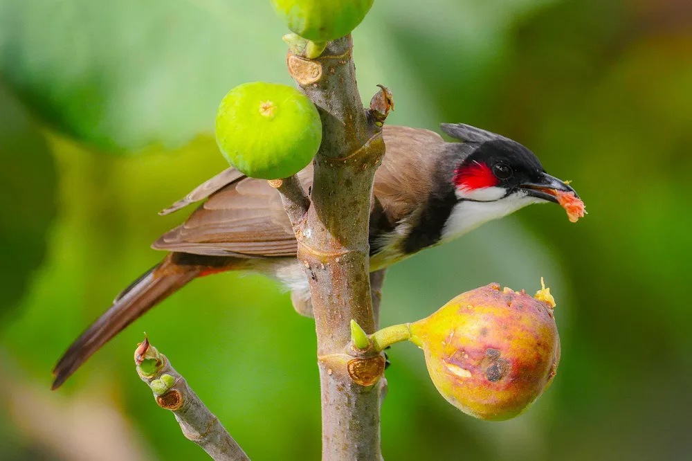 Red-whiskered Bulbuls eat figs