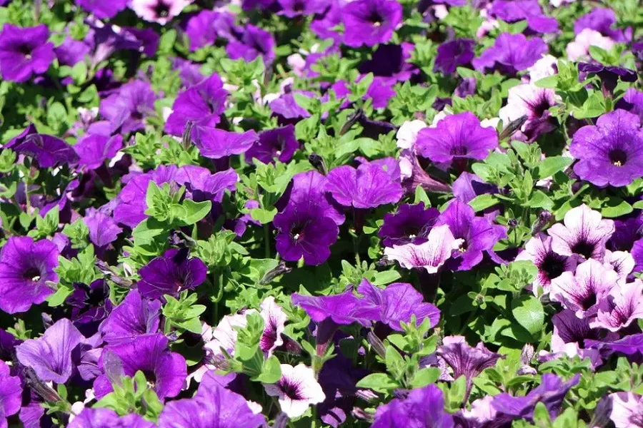 Wave Petunias