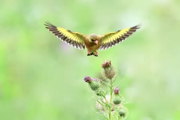 Where-Do-Goldfinches-Live Where Do Goldfinches Live
