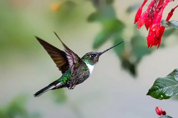 Where Do Hummingbirds Sleep When it Rains