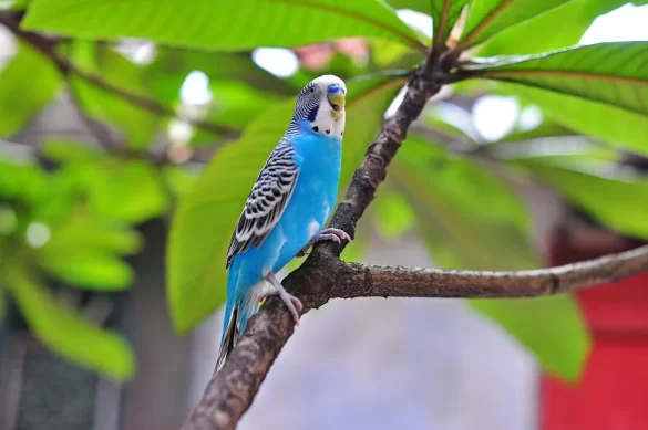 blue budgies