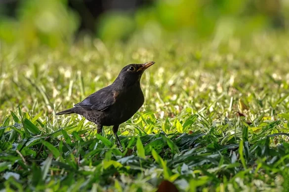 common blackbird