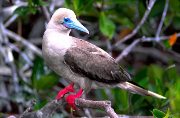 red-footed booby