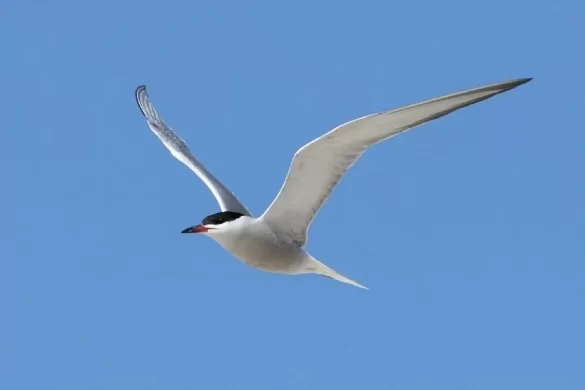 tern