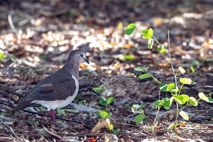 Critically Endangered Grenada dove