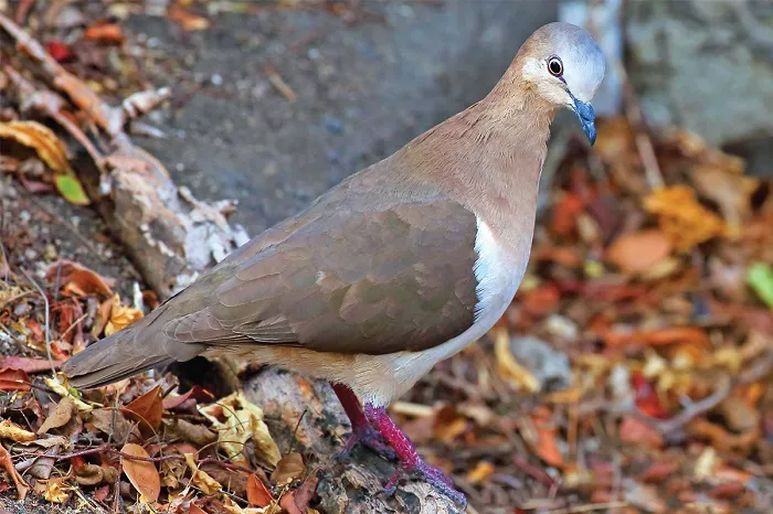 Grenada dove