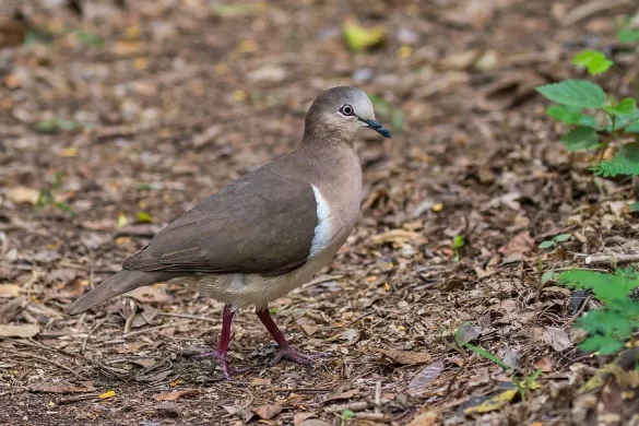 Grenada dove