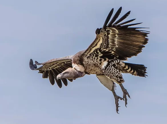 Rüppell's griffon vulture
