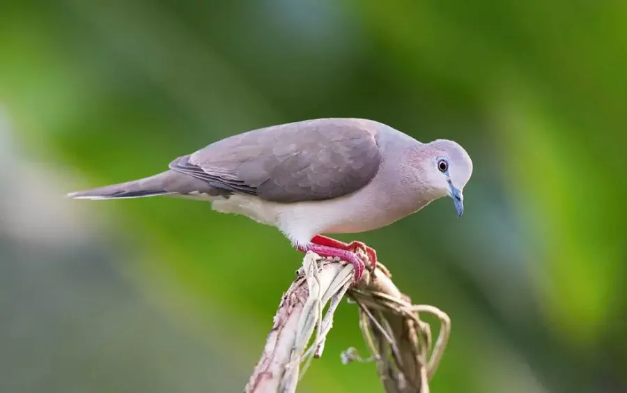Grenada dove