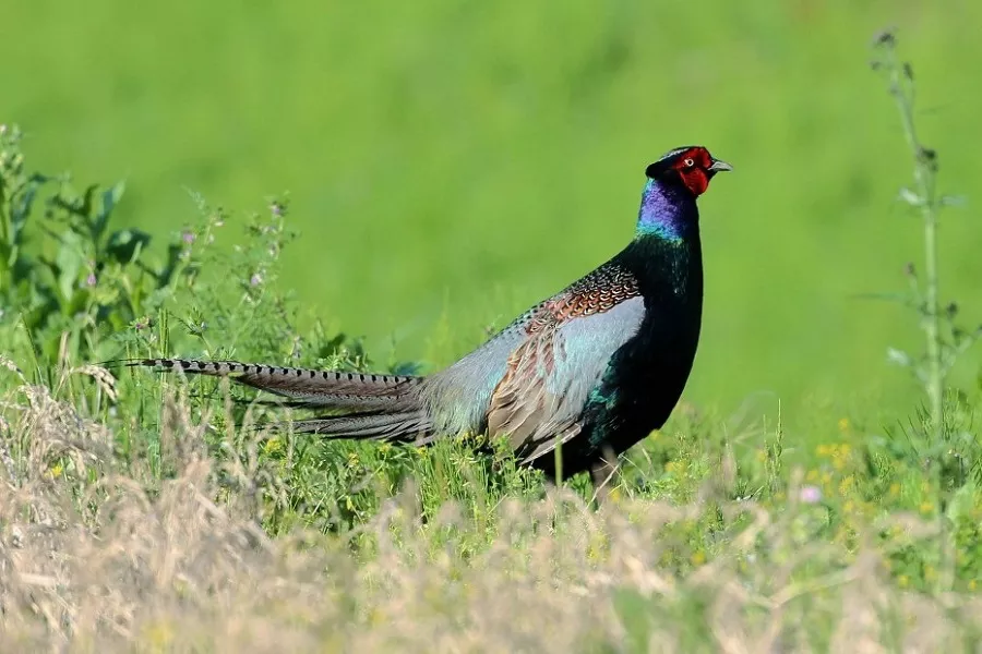 Green Pheasant