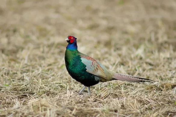 Japanese Green Pheasant