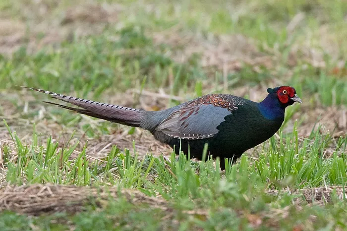Male Green Pheasant