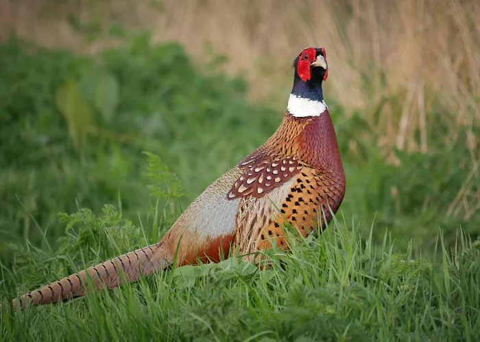 Male Northern Green Pheasant