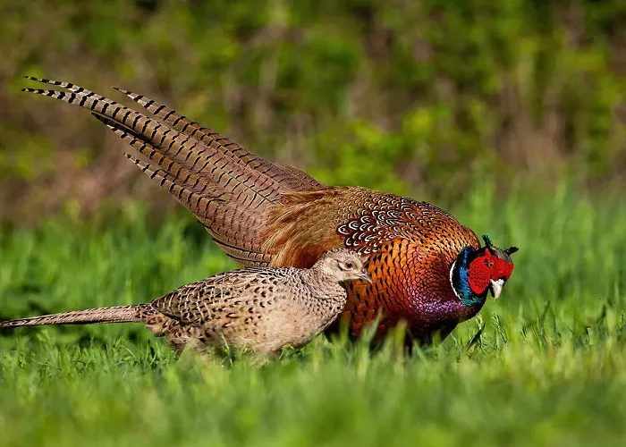 Male and Female Green pheasant