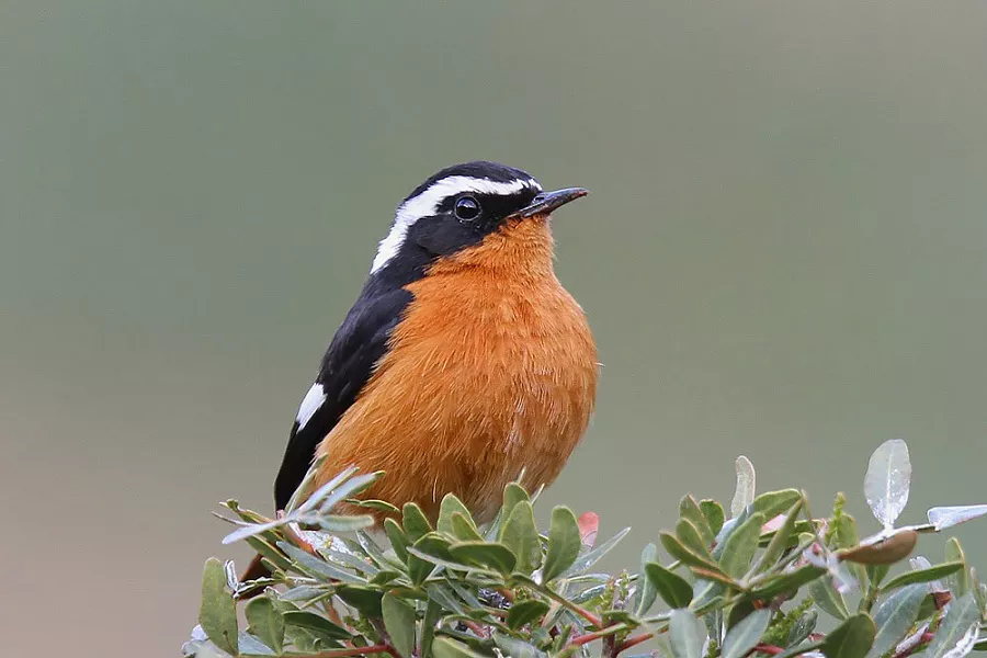 Moussier's Redstart