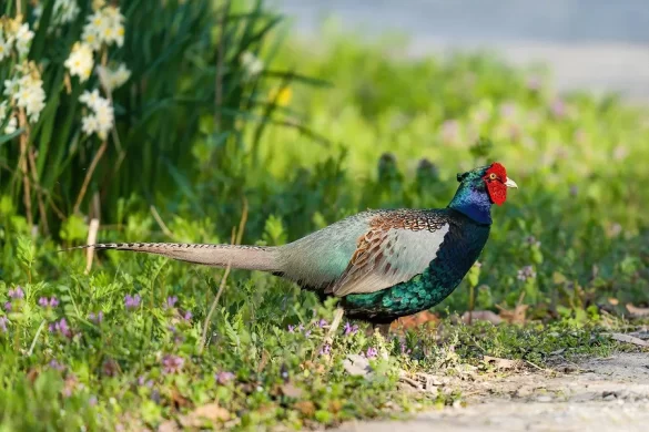 National Bird of Japan
