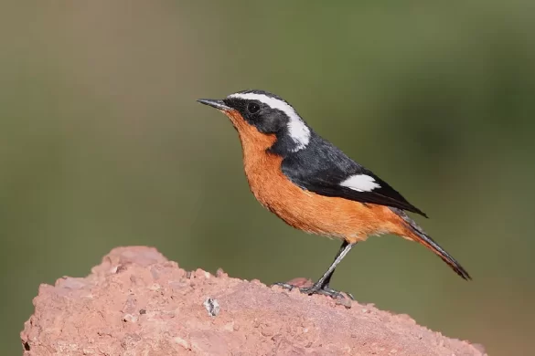Moussier's Redstart