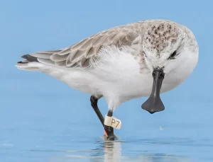 The Spoon-billed Sandpiper