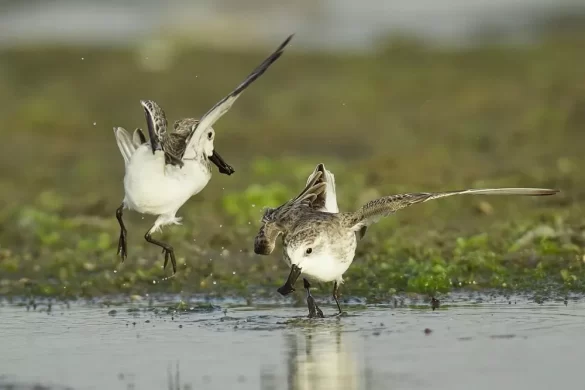 Two Spoon-billed Sandpipers playing in the water