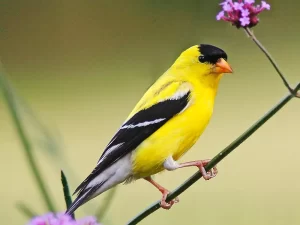 American Goldfinch