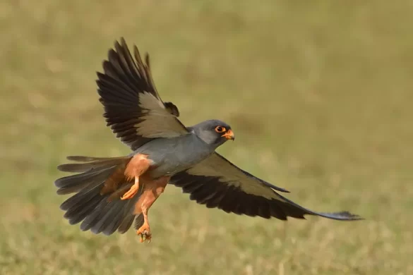 Amur Falcon flying