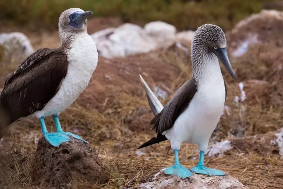Blue-Footed Booby habitat