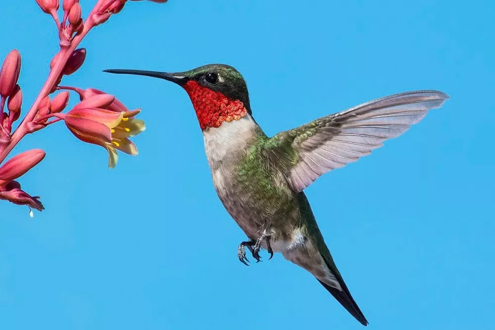 Ruby-throated Hummingbirds