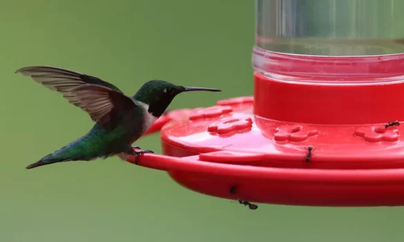 9 Effective Ways to Keep Bees Away from Hummingbird Feeders