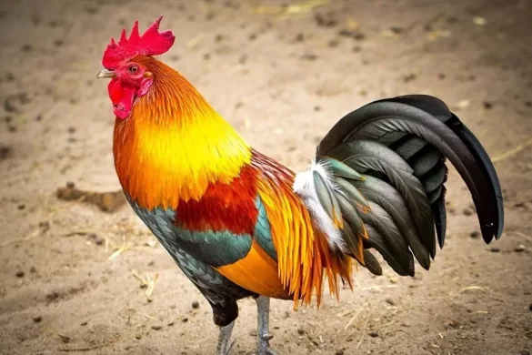 Gallic Rooster