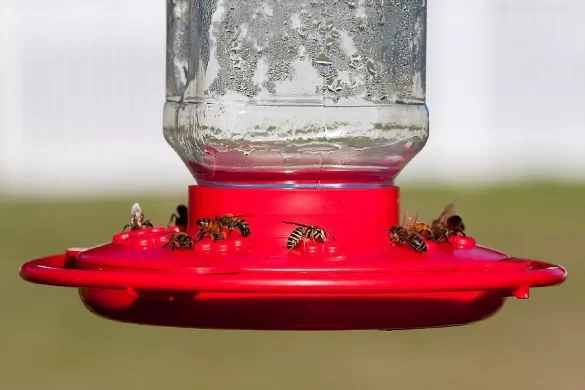 How to Keep Bees Away from Hummingbird Feeders