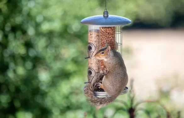 11 Tips to Keep Squirrels Away from Bird Feeders